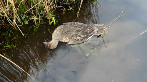 overleden vogel in het water